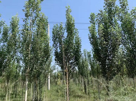 新疆楊的種植栽培和扦插時(shí)間 新疆楊的種植栽培和扦插時(shí)間